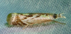 Microcrambus kimballi