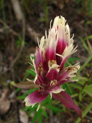 Castilleja raupii