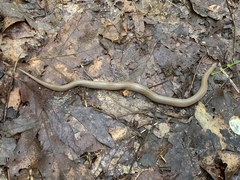 Virginia valeriae elegans