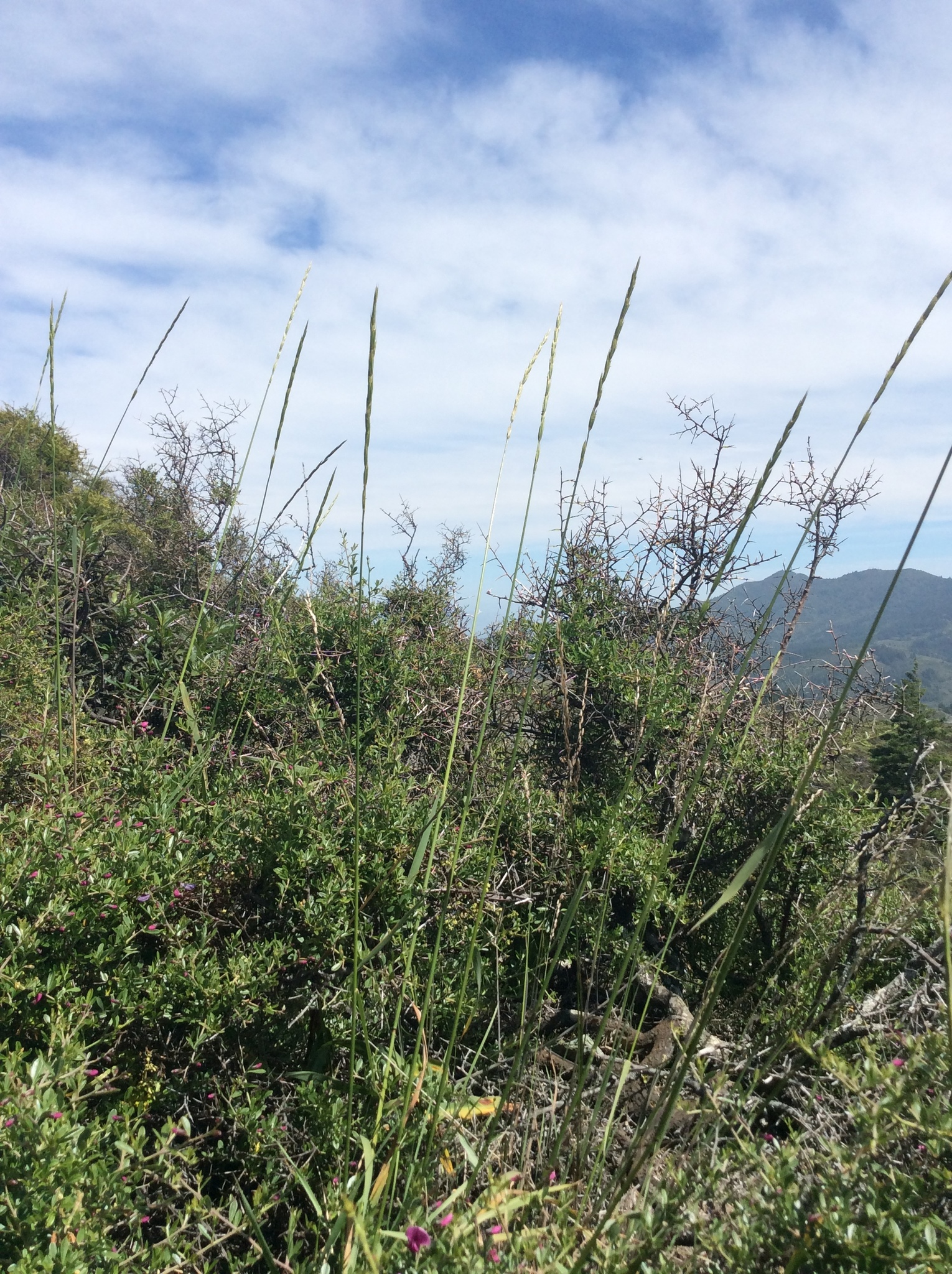 Elymus glaucus ssp. virescens