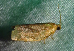 Choristoneura fractivittana