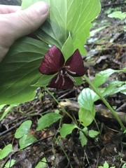Trillium vaseyi