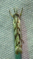 Microcrambus kimballi