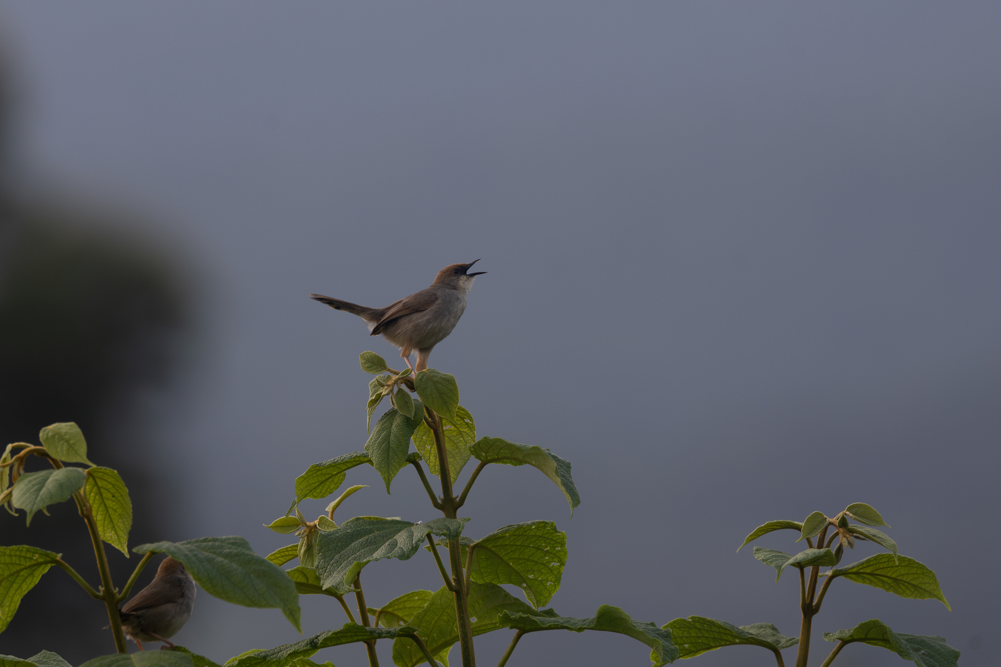 Chubb's Cisticola (Cisticola chubbi), photo 8