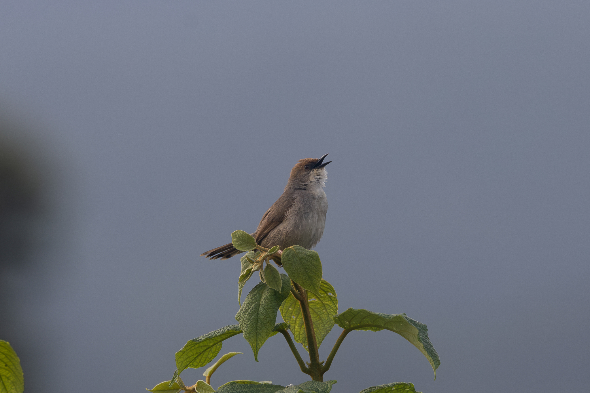 Chubb's Cisticola (Cisticola chubbi), photo 9