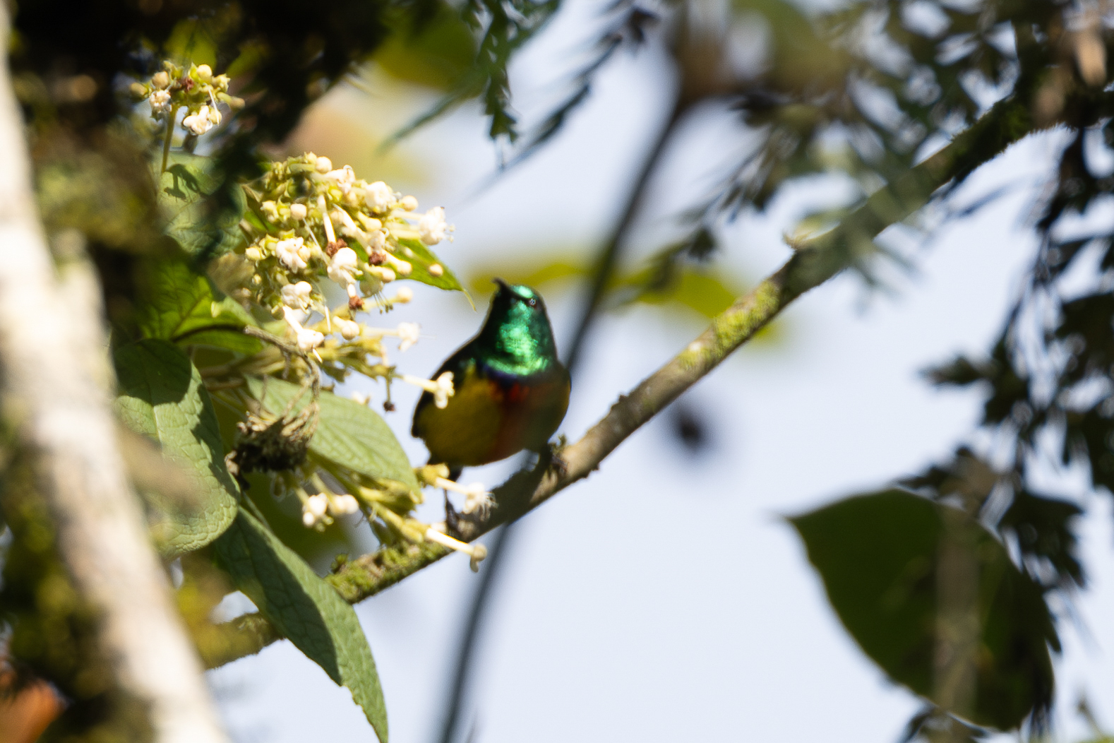 Regal Sunbird (Cinnyris regius), photo 7