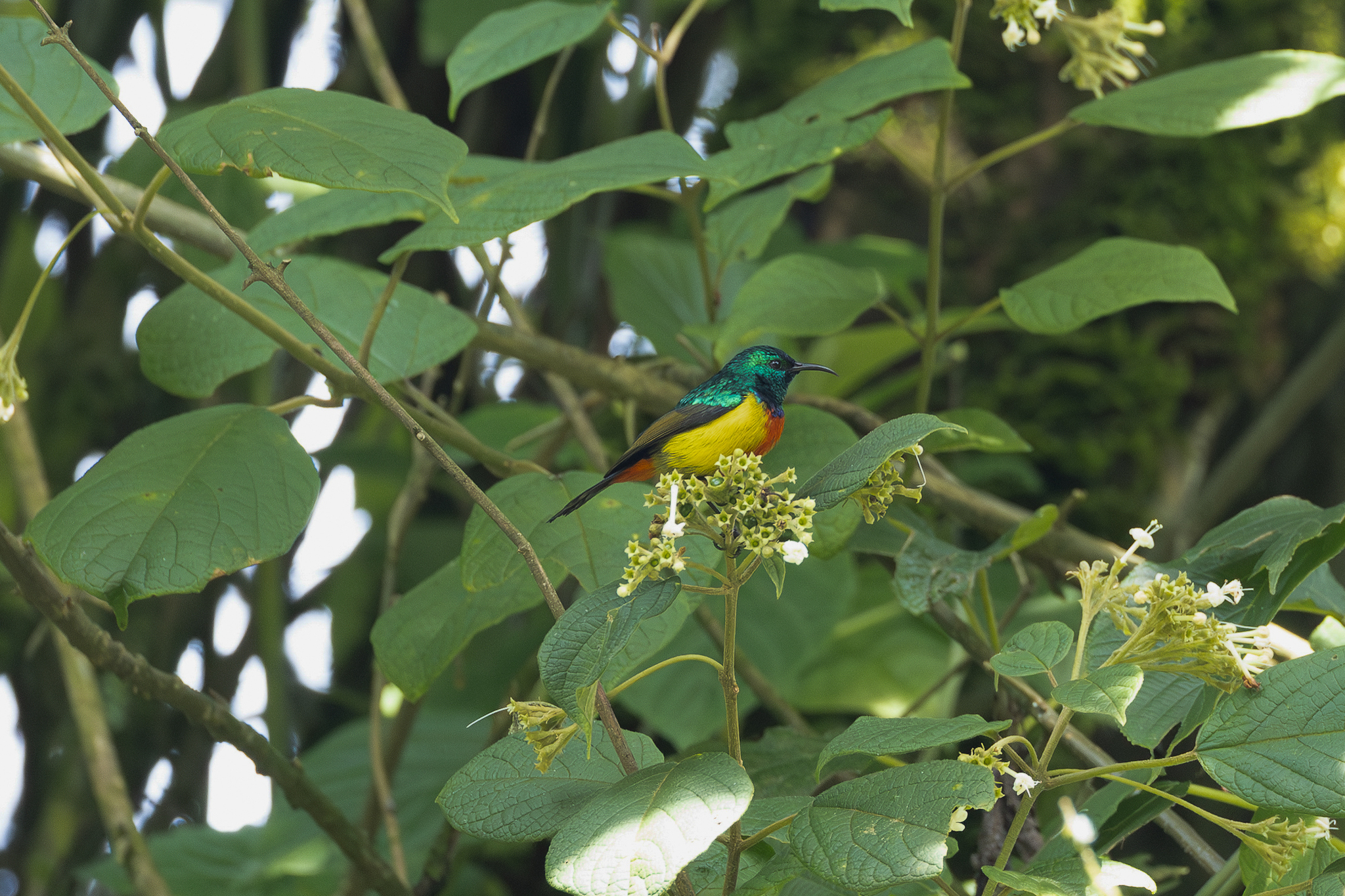 Regal Sunbird (Cinnyris regius), photo 5