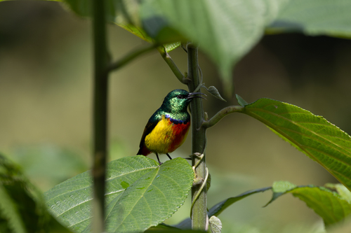 Regal Sunbird (Cinnyris regius), photo 10