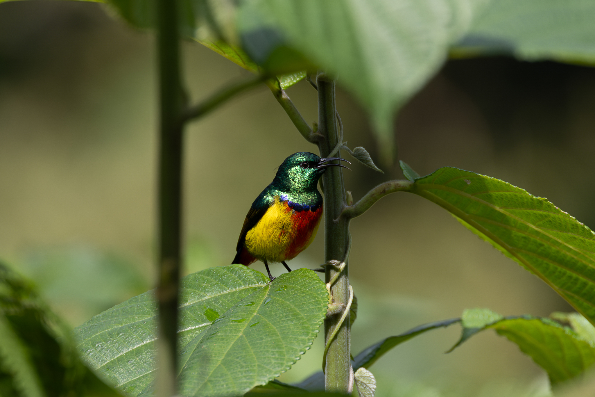 Regal Sunbird (Cinnyris regius), photo 6