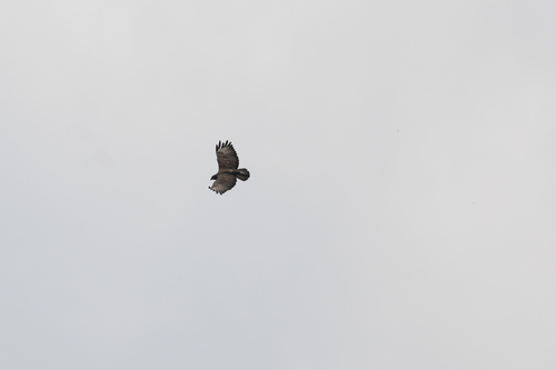 Mountain Buzzard (Buteo oreophilus), photo 4