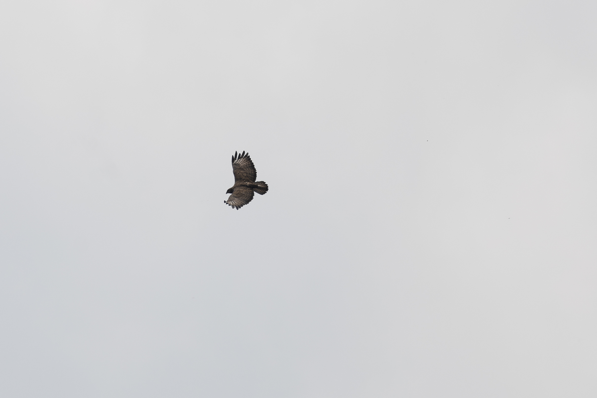 Mountain Buzzard (Buteo oreophilus), photo 2