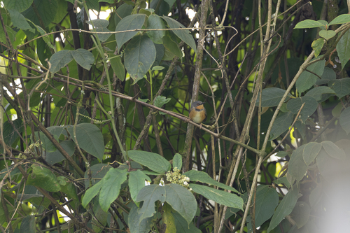 Illustration de Apalis du Rwenzori