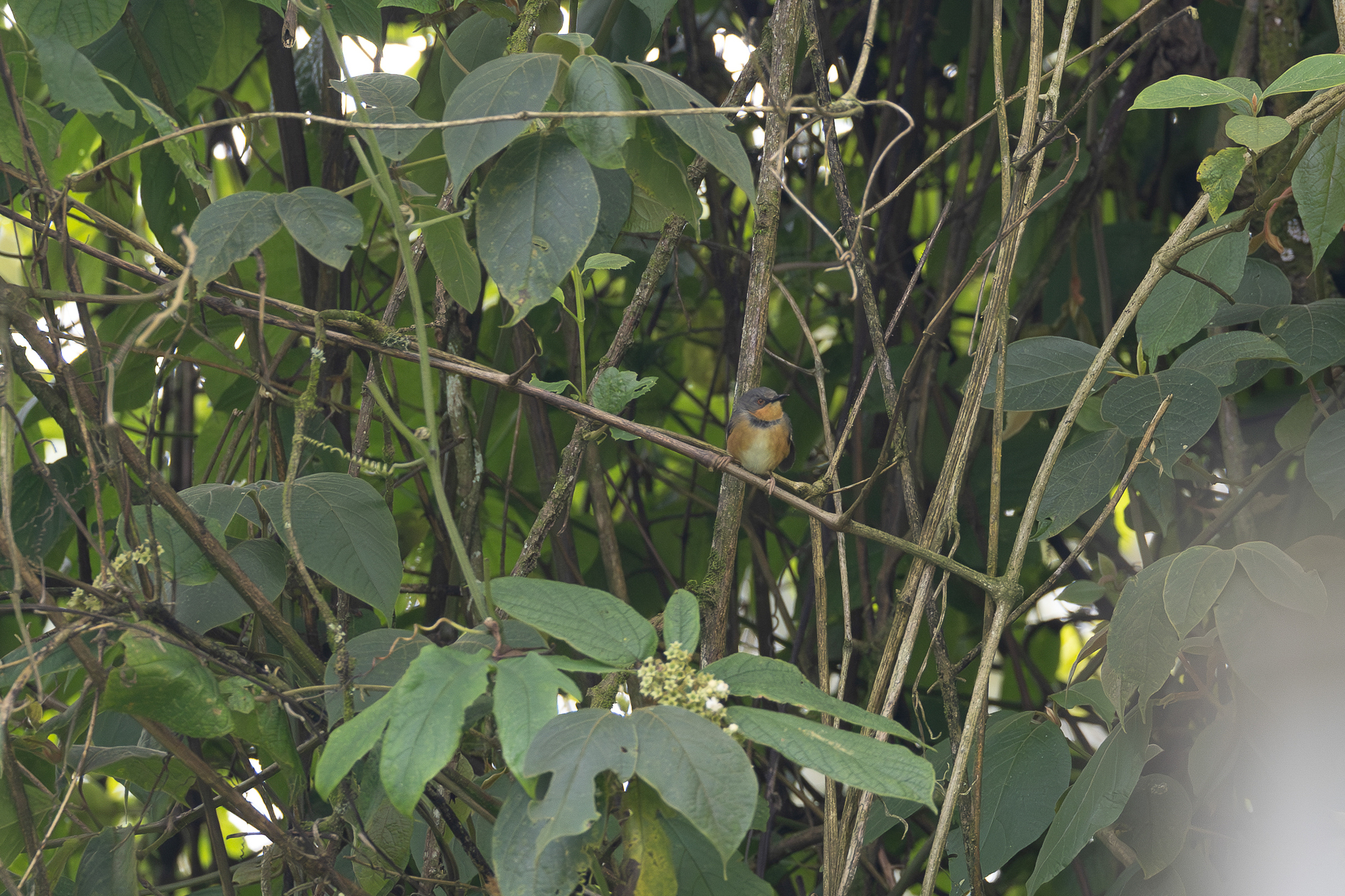 Rwenzori Apalis illustration