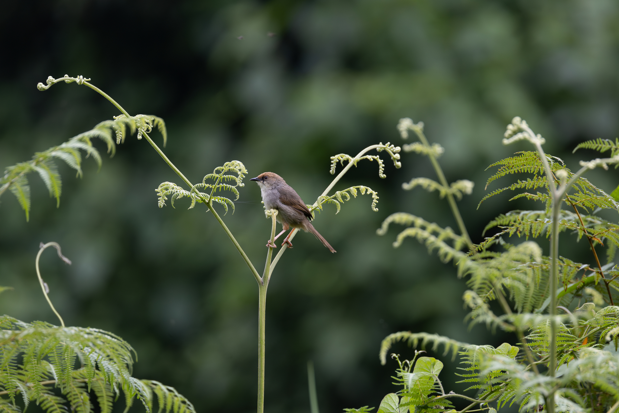 Chubb's Cisticola (Cisticola chubbi), photo 10