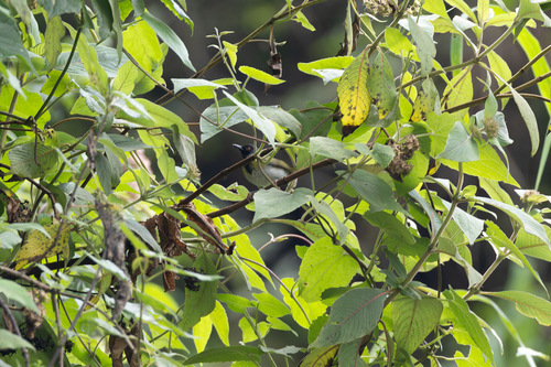 Mountain Masked Apalis (Apalis personata), photo 3
