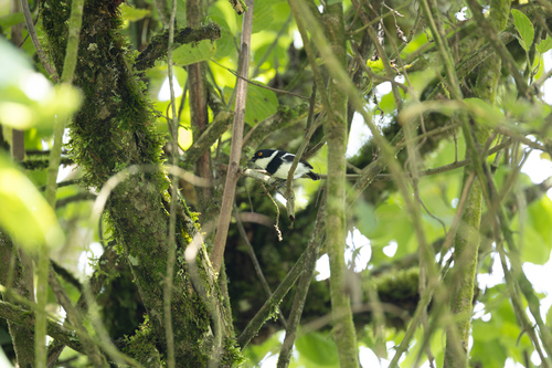 Rwenzori Batis (Batis diops)