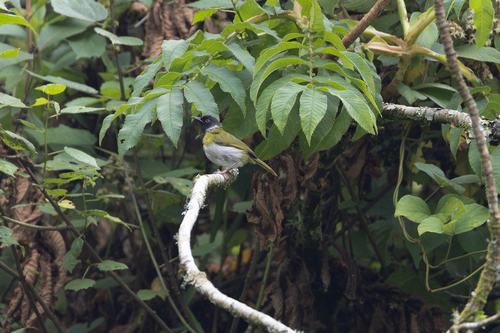 Mountain Masked Apalis (Apalis personata), photo 4