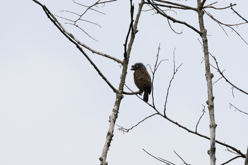 Grey-throated Barbet (Gymnobucco bonapartei), photo 5
