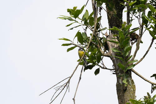 Black-throated Apalis (Apalis jacksoni), photo 2