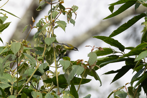 Black-throated Apalis (Apalis jacksoni), photo 5