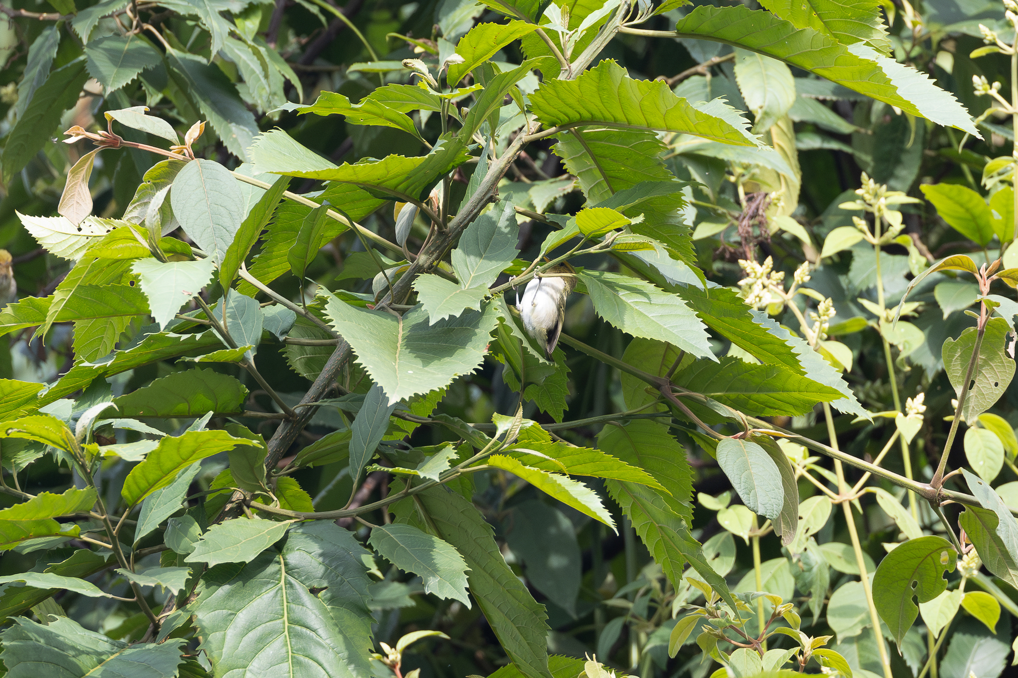 Green Crombec (Sylvietta virens), photo 4
