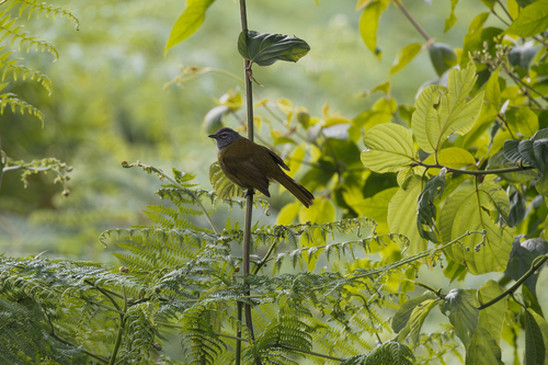 Kikuyu Mountain Greenbul (Arizelocichla kikuyuensis), photo 2