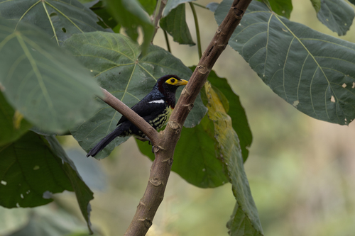 Eastern Yellow-billed Barbet (Trachylaemus purpuratus), photo 5