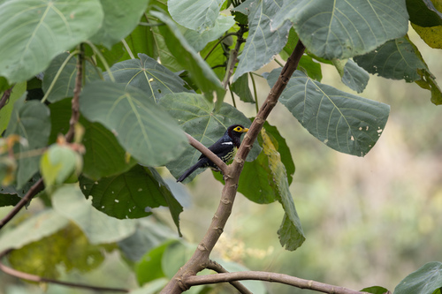 Eastern Yellow-billed Barbet (Trachylaemus purpuratus), photo 7