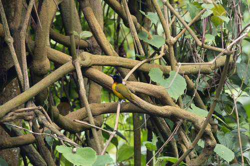 Strange Weaver (Ploceus alienus), photo 5