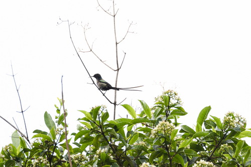 Purple-breasted Sunbird (Nectarinia purpureiventris)