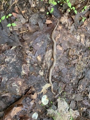 Virginia valeriae elegans