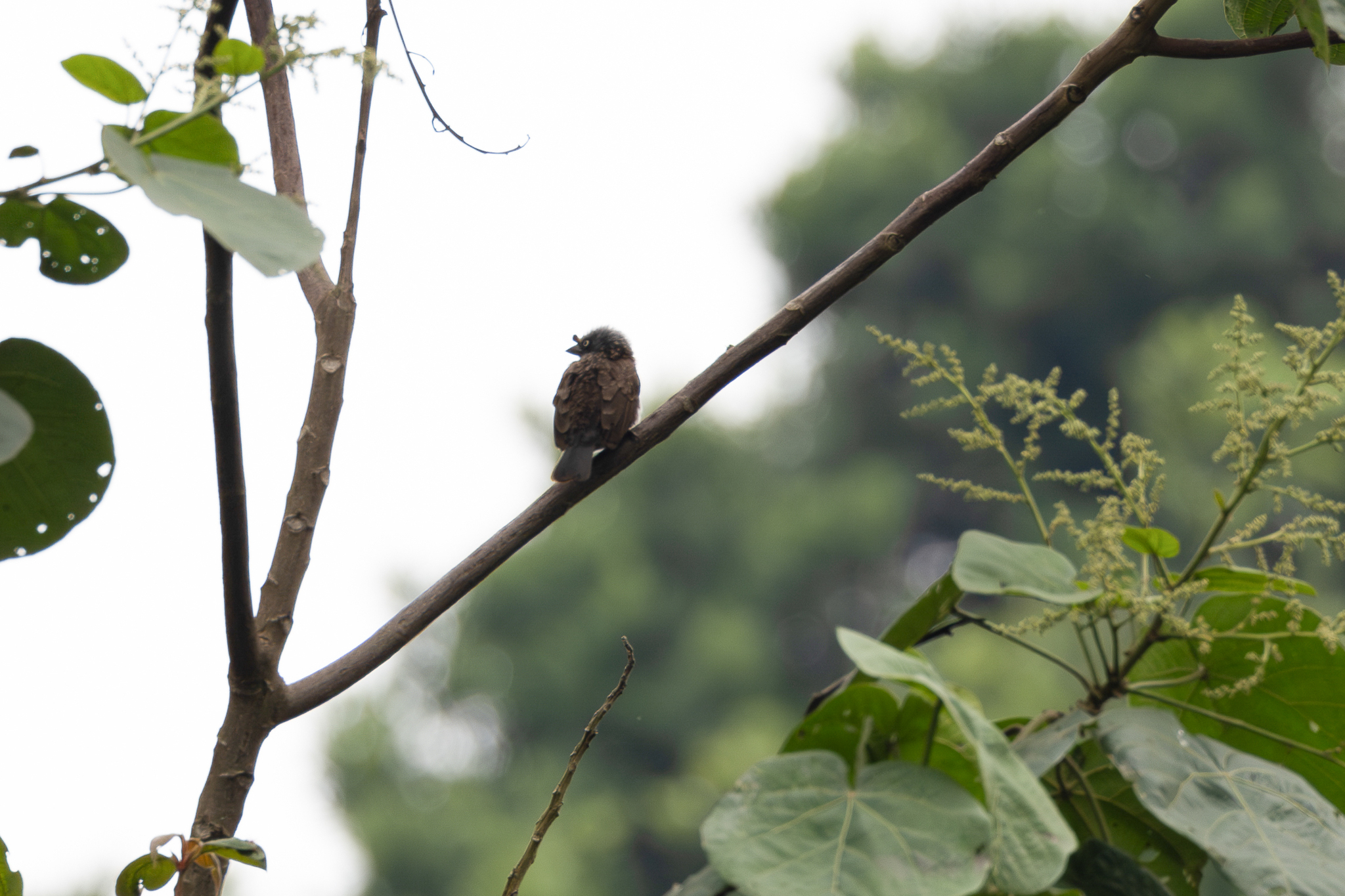 Grey-throated Barbet (Gymnobucco bonapartei), photo 5