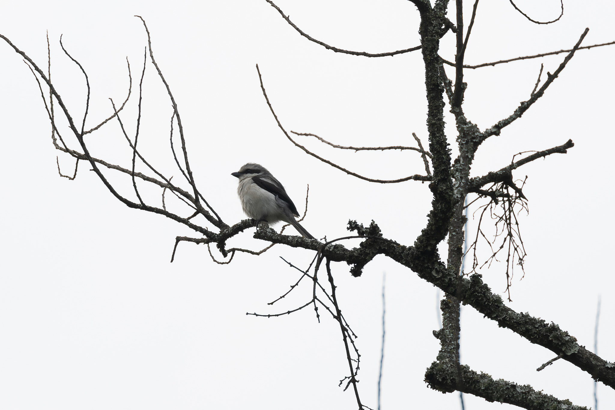 Mackinnon's Shrike (Lanius mackinnoni), photo 5