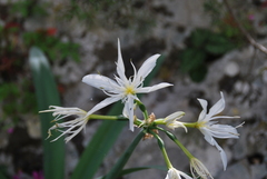 Pancratium illyricum