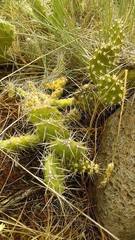 Opuntia × columbiana
