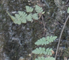 Myriopteris alabamensis
