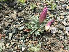 Calystegia collina oxyphylla