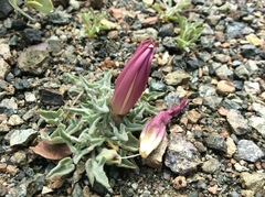 Calystegia collina oxyphylla