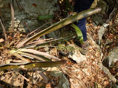 Aechmea lueddemanniana