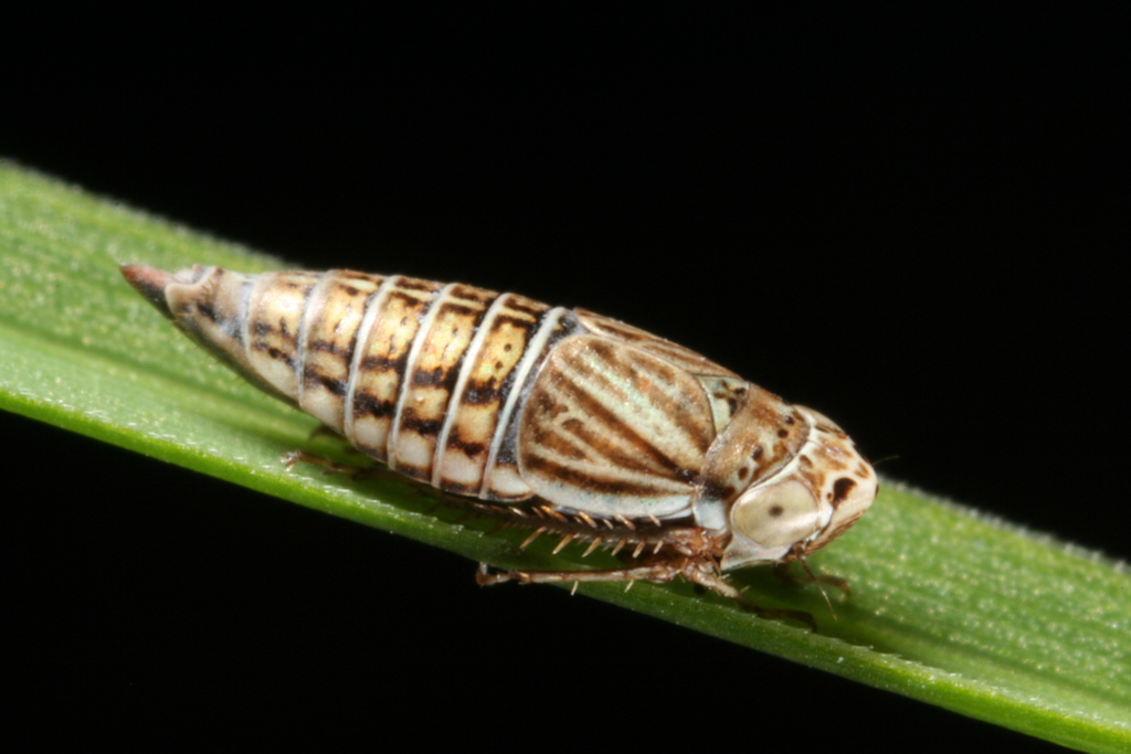 Athysanella acuticauda