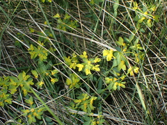 Euphorbia flavicoma
