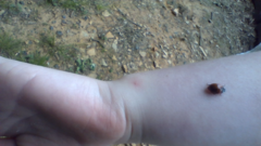 Coccinella septempunctata