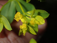 Euphorbia flavicoma