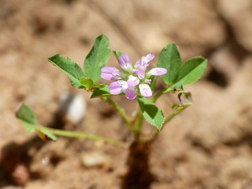 Trifolium resupinatum iNat (3)