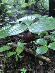 Trillium vaseyi