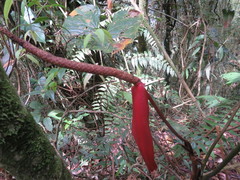 Anthurium yarumalense