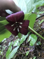 Trillium vaseyi
