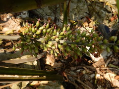 Aechmea lueddemanniana