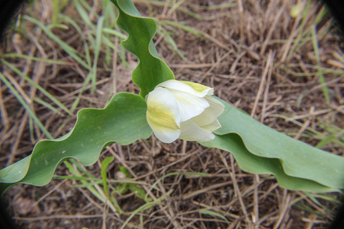 Tulipa gesneriana