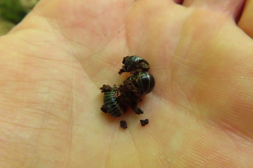 Pill millipede